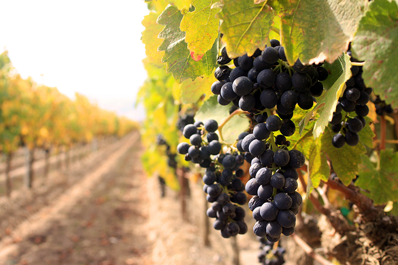 media